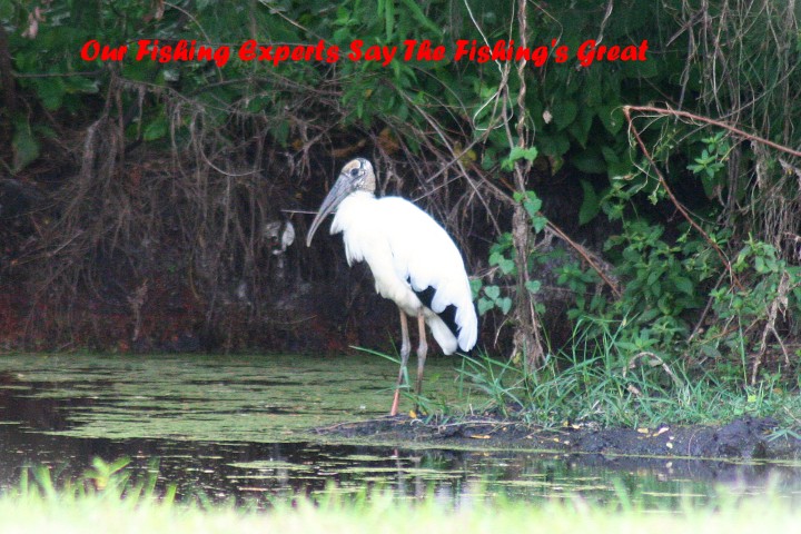 ElR_Woodstork_Fishing_2012 (2) (Small).JPG